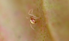Neottiura bimaculata