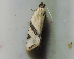 Euphona