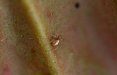 Neottiura bimaculata