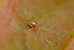 Neottiura bimaculata