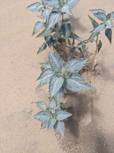 Desert Twinbugs (Dicoria canescens)