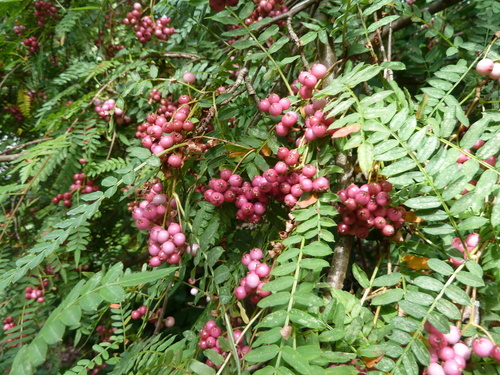 Vilmorin's Rowan (Sorbus vilmorinii)