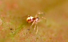 Neottiura bimaculata