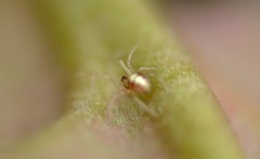 Neottiura bimaculata