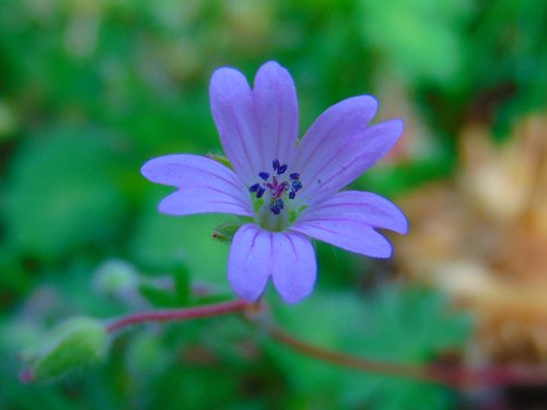 Mekana iglica (Geranium molle)