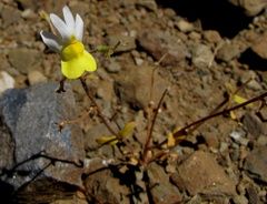 Nemesia ligulata