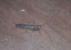 Chaeteessa