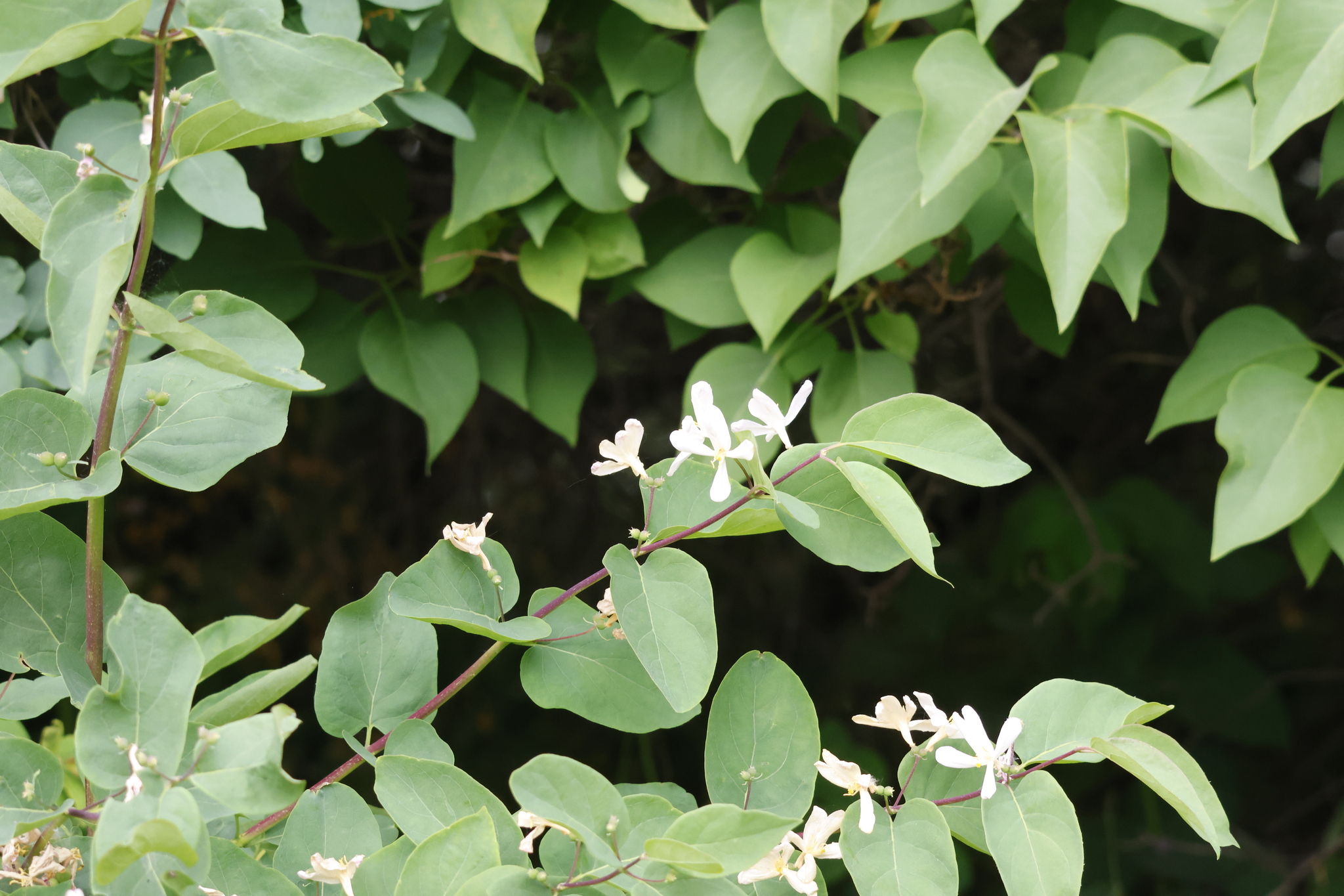 Tatarian Honeysuckle (Lonicera tatarica)