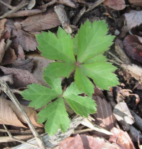 Canadian Blacksnakeroot (Sanicula canadensis)