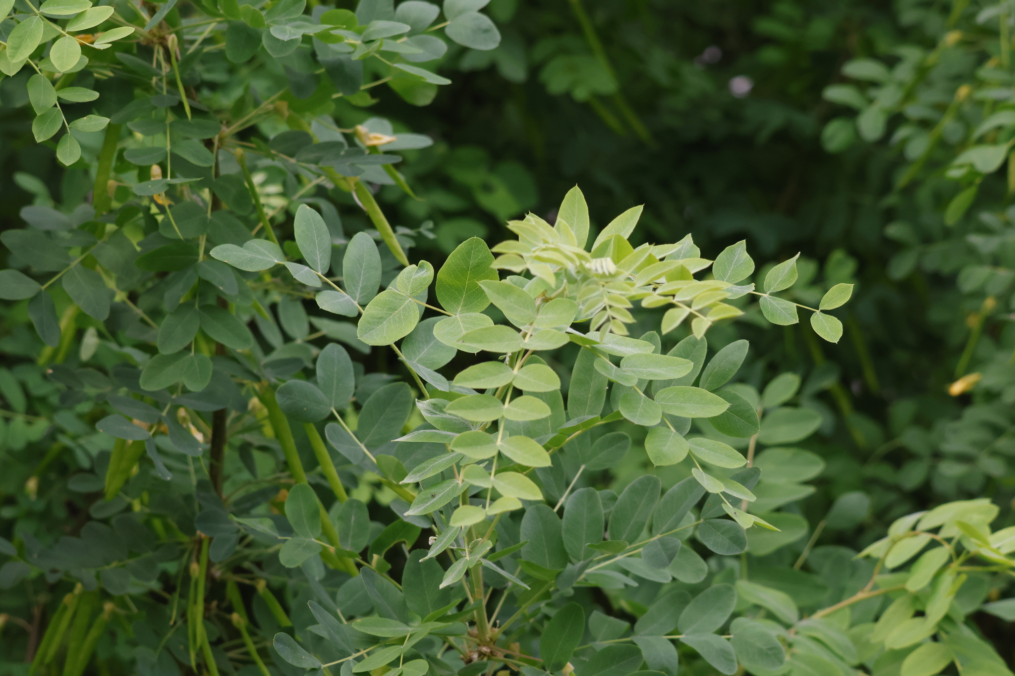 Siberian Peashrub (Caragana arborescens)