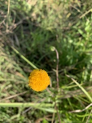 Crassocephalum picridifolium