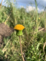 Crassocephalum picridifolium