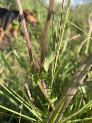 Crassocephalum picridifolium