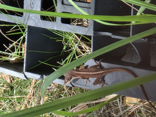Anolis carolinensis observed 2026-04-08