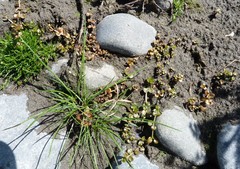 Epilobium brunnescens