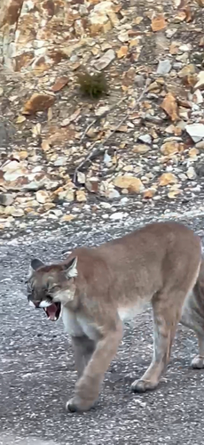 Mountain Lion photographed in South Dakota