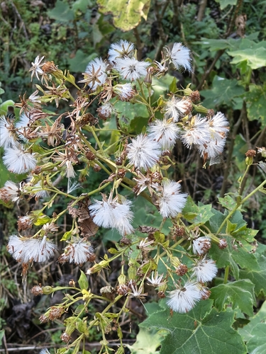 Roldana angulifolia, photograph 1