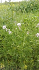 Erucaria hispanica