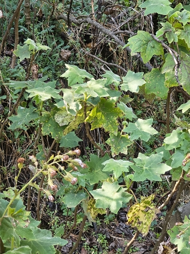 Roldana angulifolia, photograph 2