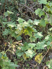 Roldana angulifolia, photograph (c) Gustavo ZaRo, some rights reserved (CC BY)