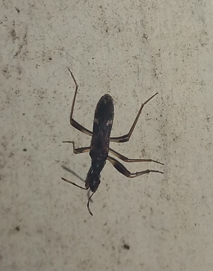 Baranowskiobius bimaculatus