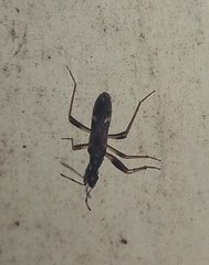 Baranowskiobius bimaculatus