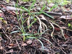 Perideridia gairdneri