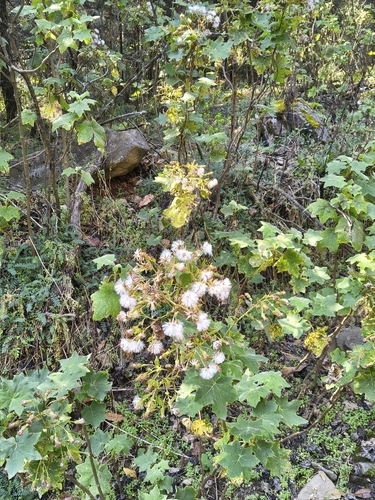 Roldana angulifolia, photograph 3