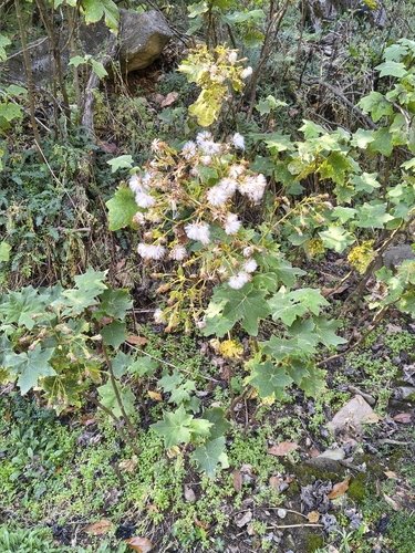 Roldana angulifolia, photograph 4