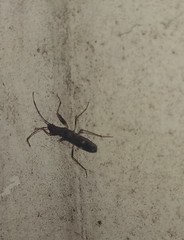 Baranowskiobius bimaculatus