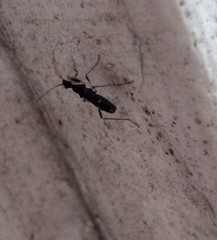 Baranowskiobius bimaculatus