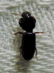 Clivina