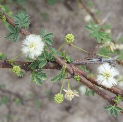 Vachellia planifrons