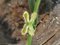 Pectocarya anisocarpa