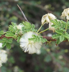 Vachellia planifrons