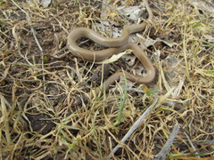 Tantilla hobartsmithi