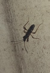 Baranowskiobius bimaculatus