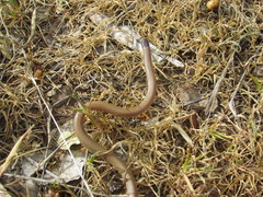 Tantilla hobartsmithi