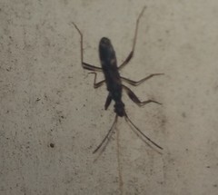 Baranowskiobius bimaculatus