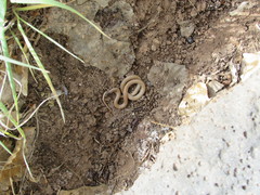 Tantilla hobartsmithi