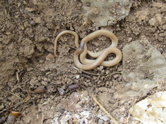 Tantilla hobartsmithi