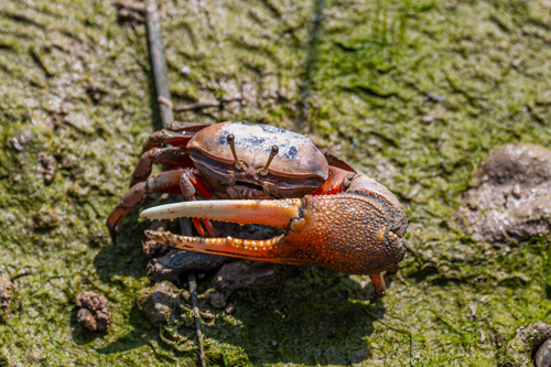 Bowed Fiddler Crab