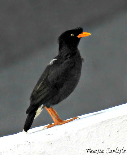 Javan Myna