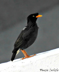 Javan Myna photo 4