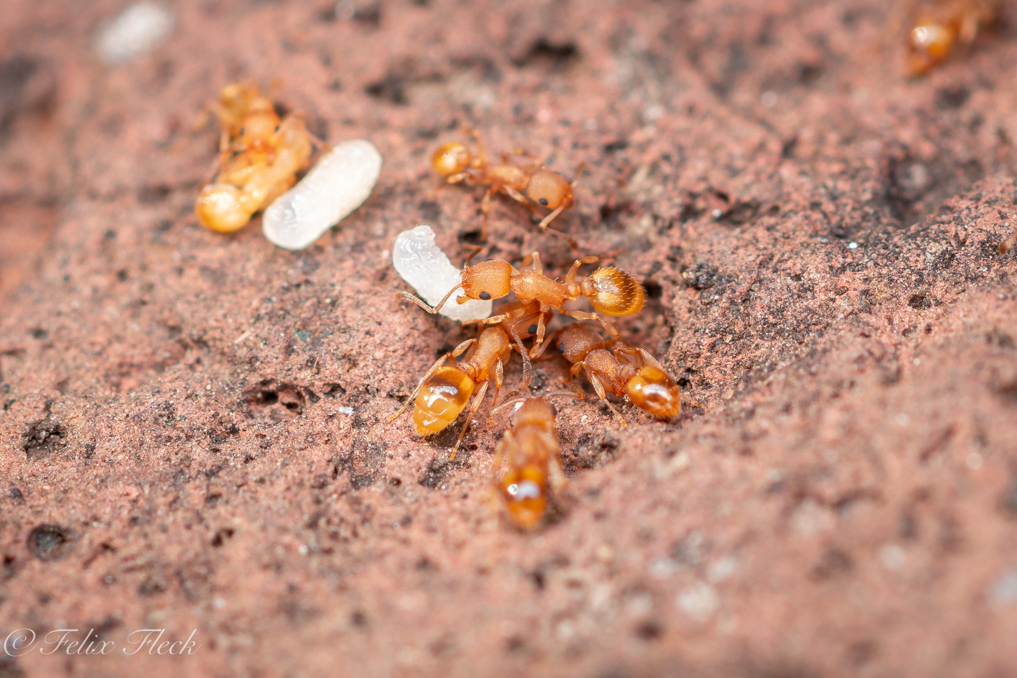 Temnothorax goniops