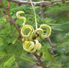 Vachellia planifrons