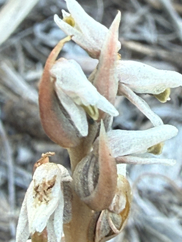 centipede grass orchid (Zeuxine strateumatica)