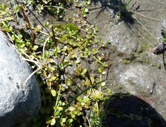 Epilobium komarovianum