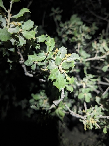 Muller's oak (Quercus cornelius)