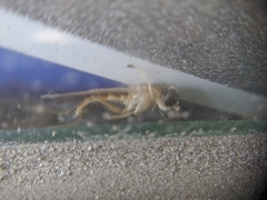 Ptecticus trivittatus